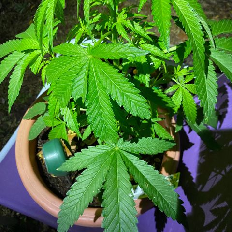 Audrey Marie growlog timeline photo