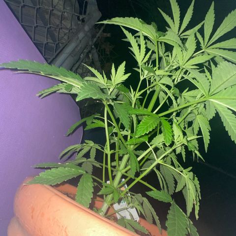 Audrey Marie growlog photo: New Year’s Eve!!!