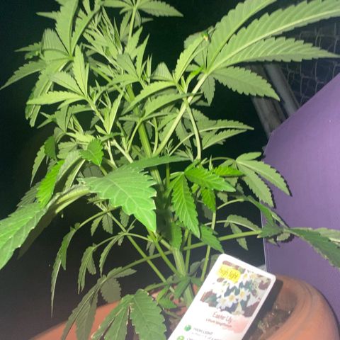 Audrey Marie growlog photo: New Year’s Eve!!!