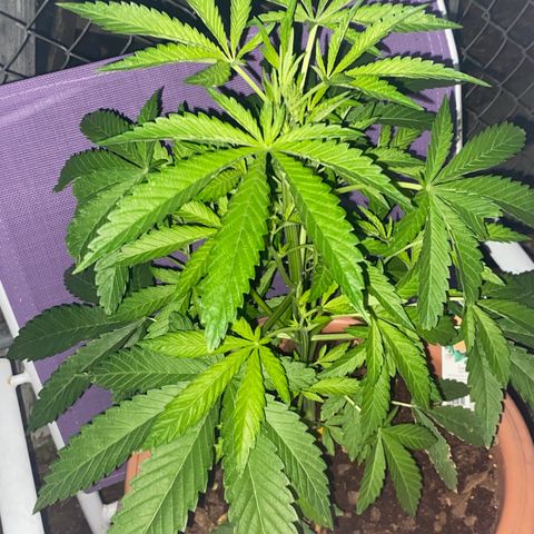 Audrey Marie growlog photo: New Year’s Eve!!!