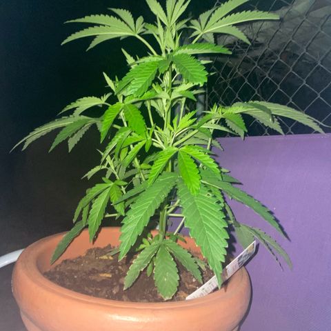 Audrey Marie growlog photo: New Year’s Eve!!!