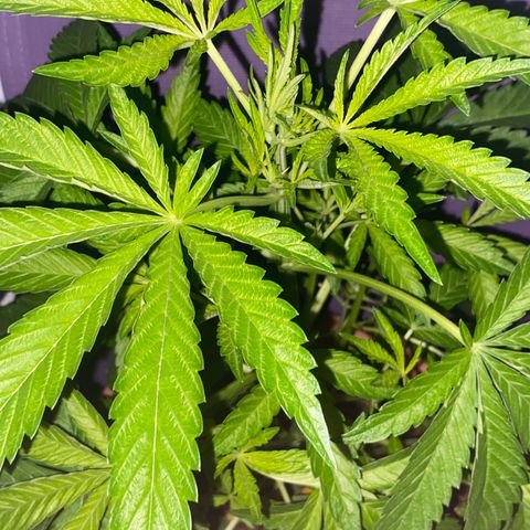 Audrey Marie growlog photo: New Year’s Eve!!!