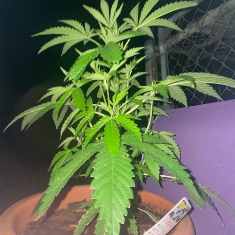 Audrey Marie growlog photo: New Year’s Eve!!!