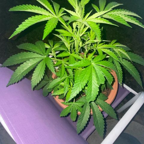 Audrey Marie growlog photo: New Year’s Eve!!!
