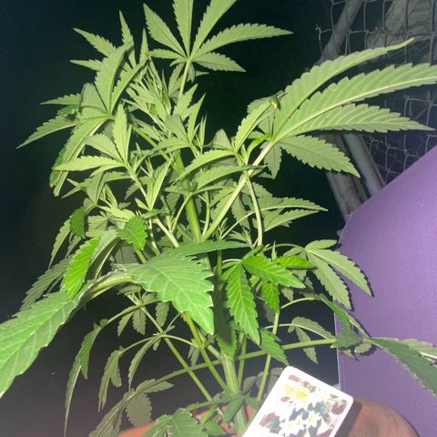 Audrey Marie growlog photo: New Year’s Eve!!!