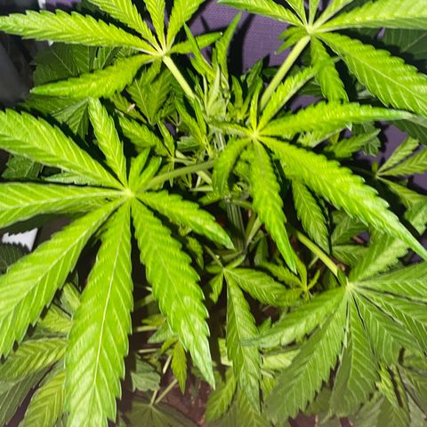 Audrey Marie growlog photo: New Year’s Eve!!!