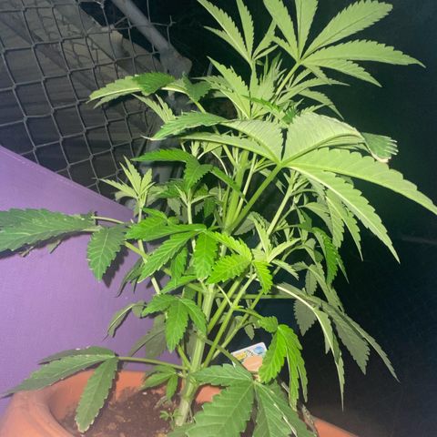Audrey Marie growlog photo: New Year’s Eve!!!