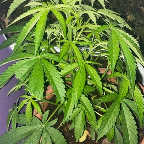 Audrey Marie growlog timeline photo