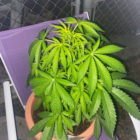 Audrey Marie growlog timeline photo