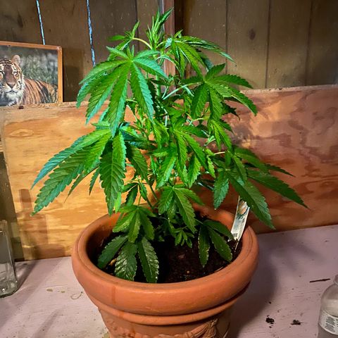 Audrey Marie growlog timeline photo