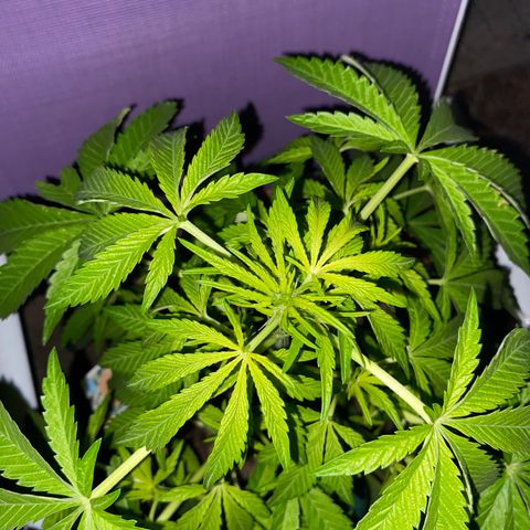 Audrey Marie growlog photo: Day after rain. Temperature around 40-45 degrees