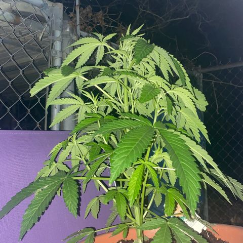 Audrey Marie growlog photo: Low temps of around 40-45 degrees. Still having consistent new growth. Stalk is bigger than a cigar  