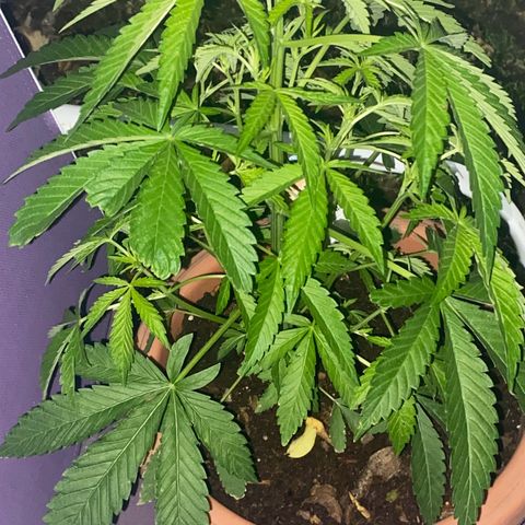 Audrey Marie growlog photo: Low temps of around 40-45 degrees. Still having consistent new growth. Stalk is bigger than a cigar  