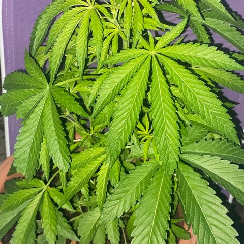 Audrey Marie growlog photo: Low temps of around 40-45 degrees. Still having consistent new growth. Stalk is bigger than a cigar  