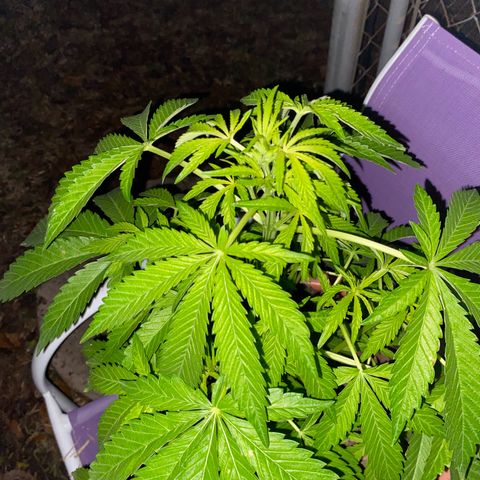 Audrey Marie growlog photo: Day after rain. Temperature around 40-45 degrees