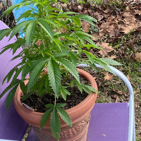 Audrey Marie growlog photo: Sunny warmer weather 