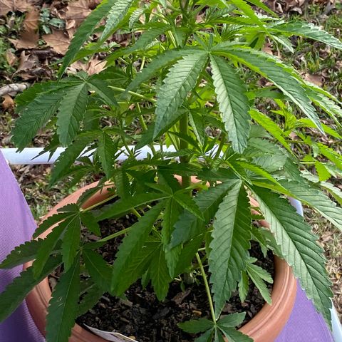 Audrey Marie growlog photo: Sunny warmer weather 