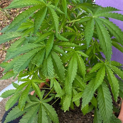 Audrey Marie growlog photo: Sunny warmer weather 