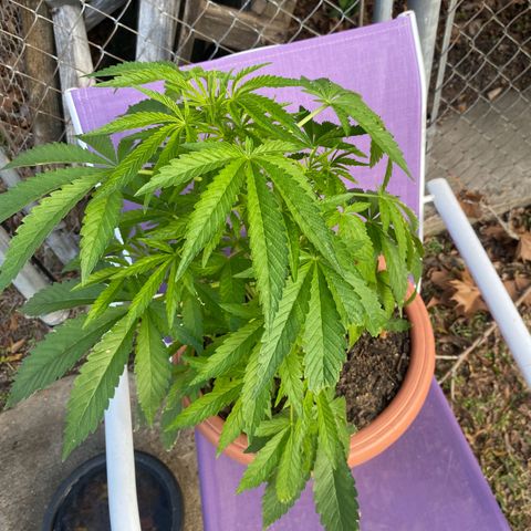 Audrey Marie growlog photo: Sunny warmer weather 