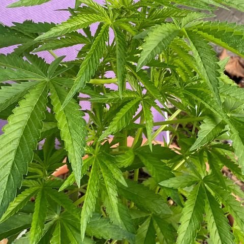 Audrey Marie growlog photo: Sunny warmer weather 