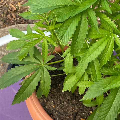 Audrey Marie growlog photo: Sunny warmer weather 