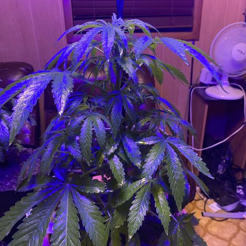 Audrey Marie growlog photo: Switched to indoor on grow light (blue) for veg stage