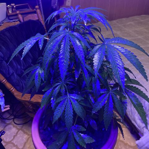 Audrey Marie growlog photo: Switched to indoor on grow light (blue) for veg stage