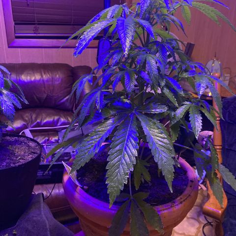 Audrey Marie growlog photo: Switched to indoor on grow light (blue) for veg stage
