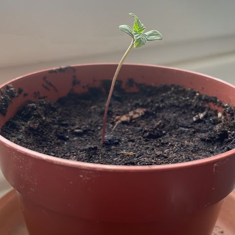 Jack Herer Automatic growlog timeline photo