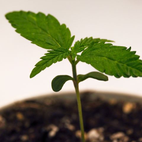 Princess Haze growlog timeline photo