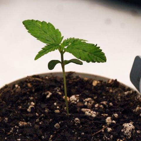 Princess Haze growlog timeline photo