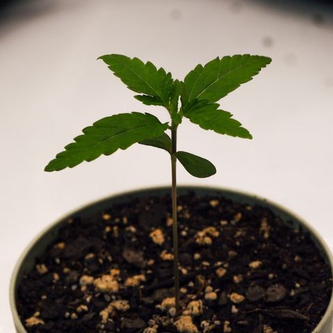 Cheetah the Hut growlog timeline photo