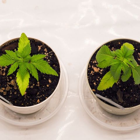 Princess Haze growlog timeline photo