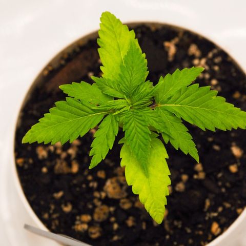 Princess Haze growlog timeline photo