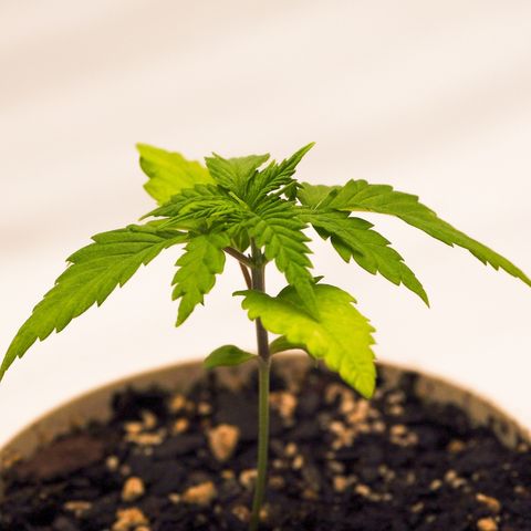 Princess Haze growlog timeline photo