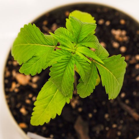 Cheetah the Hut growlog timeline photo