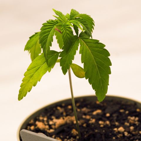 Cheetah the Hut growlog timeline photo