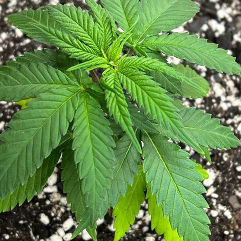 Princess Haze growlog timeline photo
