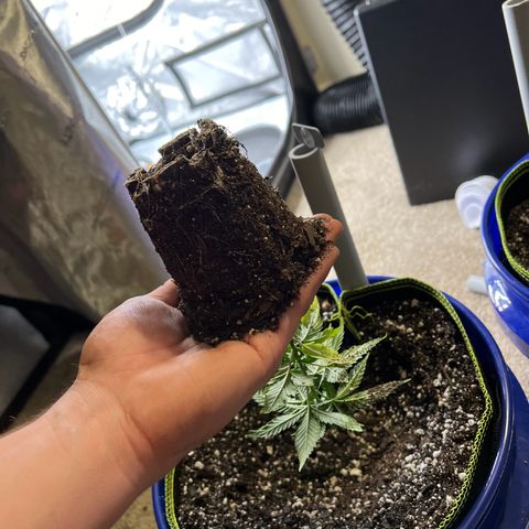 Princess Haze growlog timeline photo