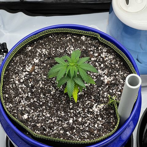 Princess Haze growlog timeline photo