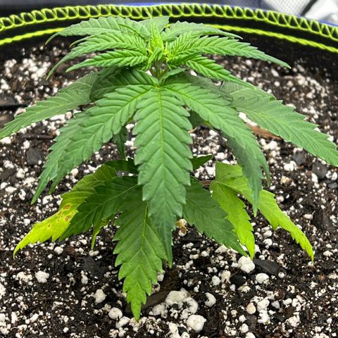 Princess Haze growlog timeline photo
