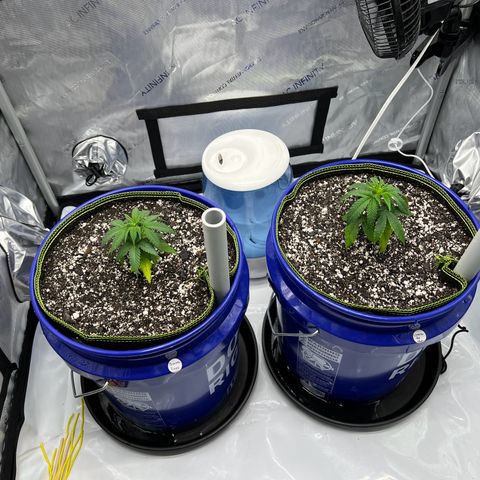 Princess Haze growlog timeline photo
