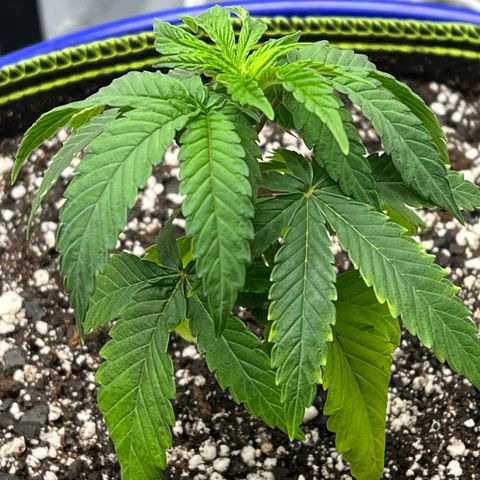 Cheetah the Hut growlog timeline photo