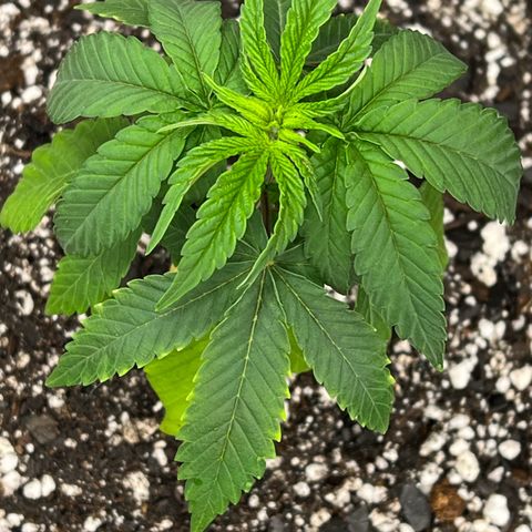 Cheetah the Hut growlog timeline photo