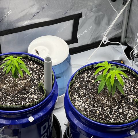 Princess Haze growlog timeline photo