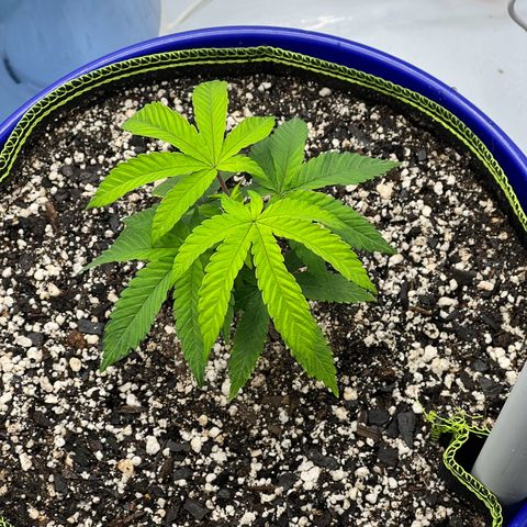 Cheetah the Hut growlog timeline photo