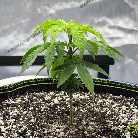 Cheetah the Hut growlog timeline photo