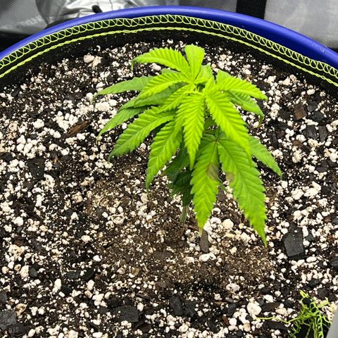 Princess Haze growlog timeline photo