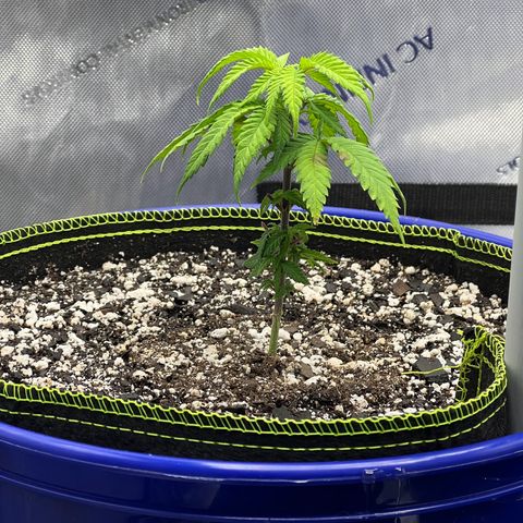 Princess Haze growlog timeline photo