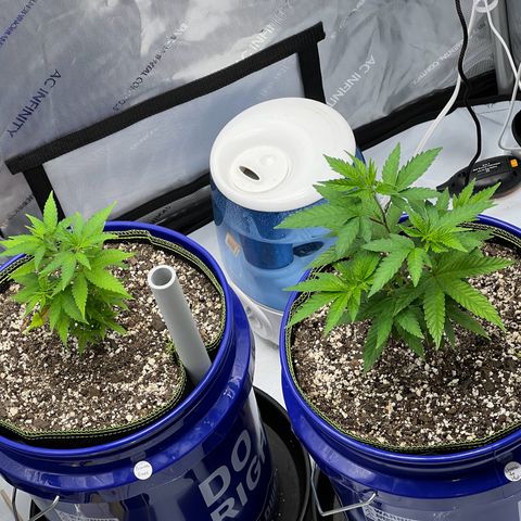 Princess Haze growlog timeline photo